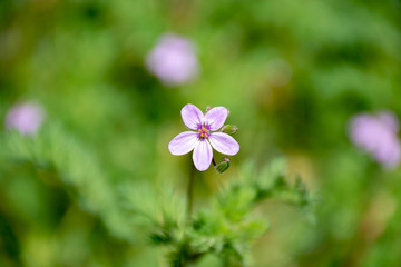 purple flowers in the garden