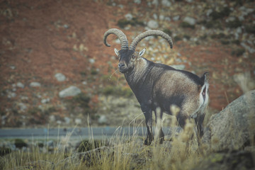 male mountain goat in the mountains spain