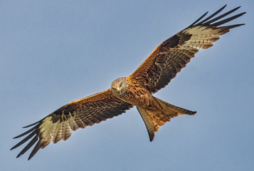Fliegender Rotmilan