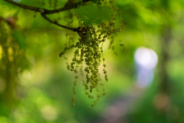 green leaves background