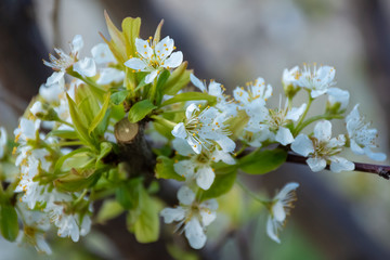 white blossom