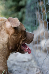 Perro pitbull mirando a lo lejos en el aire libre