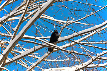 Guardians of the winter