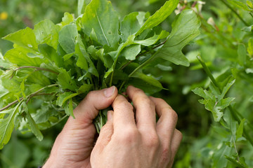 Fototapeta na wymiar hand picking rucola in a eco farm
