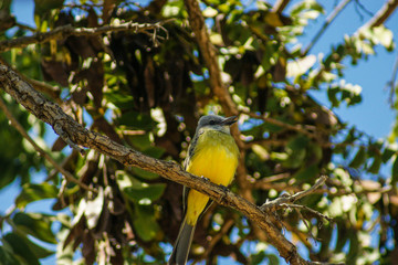 bird on a branch, Bem-te-vi (Pitangus sulphuratus) 
singing, Brasília, Brazil