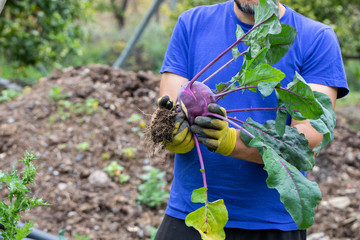 ecological swede agriculture in bio orchard