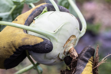 ecological swede agriculture in bio orchard