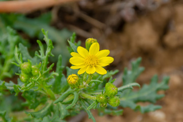yellow flowers in the garden