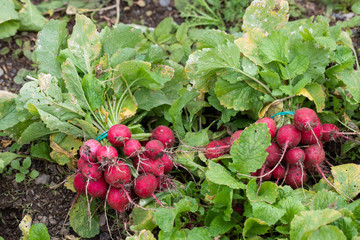 vegetables radish