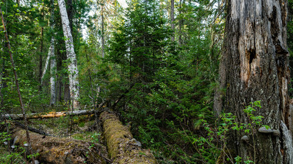 Beautiful Russian Siberian wild forest