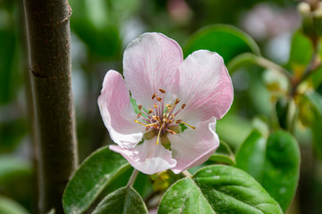 closeup blossom Quince 