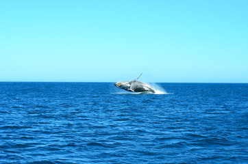 Fototapeta premium Humpback whale in Brazil