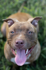 Perro pitbull al aire libre en un patio con cesped verde