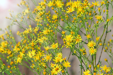 Senico jacobaea blossoming in garden. Jacobaea vulgaris blooming in sunny rays