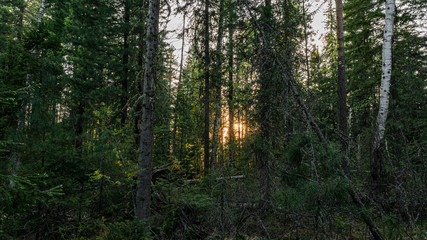 Beautiful Russian Siberian wild forest
