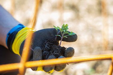 Planting tomatoes plant in a ecological orchard