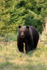 A big grown brown bear (Ursus arctos) in the Slovak forest. Looking into the eyes of the photographer. Dangerous animal.
