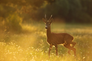 A young Roe deer in the Meadow Full of flowers during sunrise. In the background is forest.