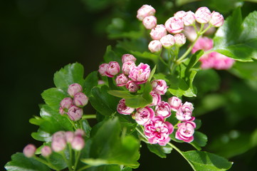 Blooming hawthorn in spring garden