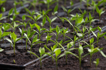 growing plants for the garden