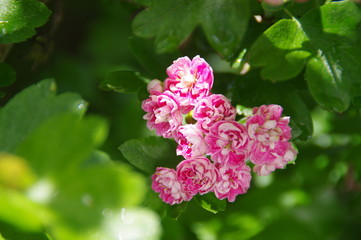 Blooming hawthorn in spring garden