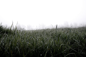 beautiful meadow landscape with fog and wet grass