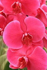 Red Orchid
