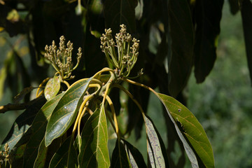 green and yellow flowers