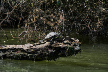 Pond Slider Turtle on Log While Paddling the Tennessee River in Knoxville, TN 
