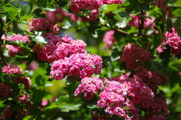 Blooming hawthorn in spring garden