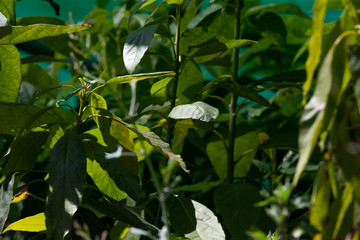 white flowers on a green background