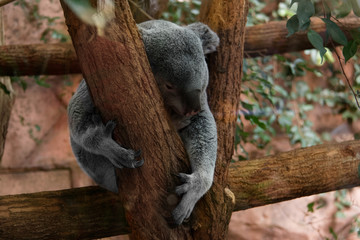 koala in a tree