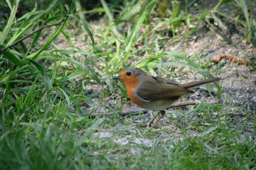 robin on a branch
