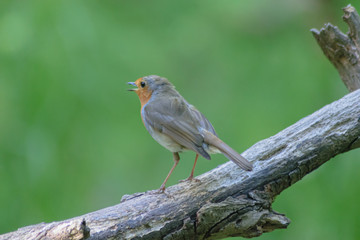 Obraz premium robin on a branch