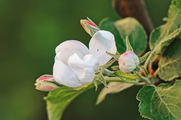 delicate flowers of a blossoming apple tree
