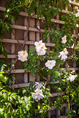 Trellis Flowers