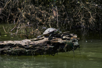 Pond Slider Turtle on Log While Paddling the Tennessee River in Knoxville, TN 