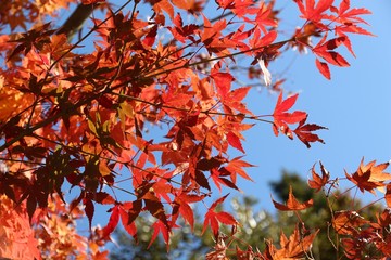 Autumn colors in Japan