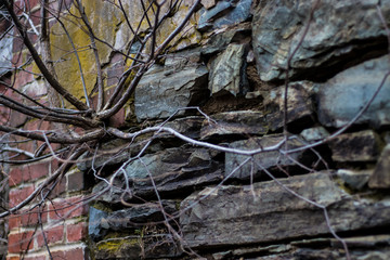 old tree trunk