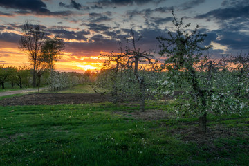 Blooming apple trees during sunset in Czersk, Poland