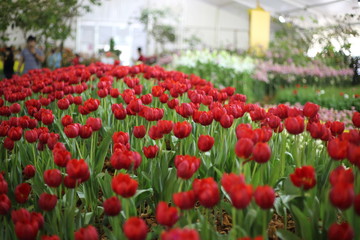 Tulip Garden in Rayong, Thailand