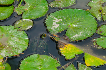 Close up of the leaves of water lily
