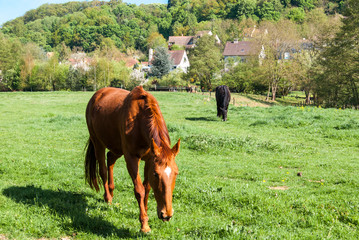 cheval dans un pré en vallée de Chevreuse