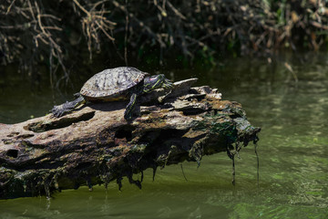 Fototapeta premium Pond Slider Turtle on Log While Paddling the Tennessee River in Knoxville, TN 