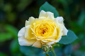 Yellow rose in the early morning in the spring garden. Selective focus. 