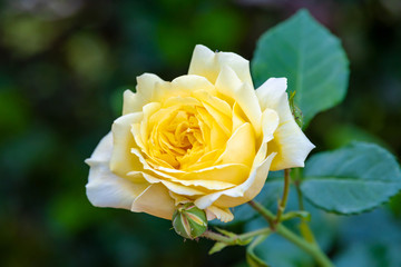 Yellow rose in the early morning in the spring garden. Selective focus. 