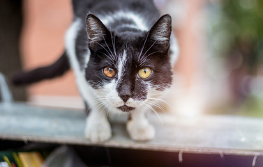Abandoned street cat sitting on dumpster. Sick black and white stray cat looking straight to the camera. Homeless dirty cat looking for food in garbage container. Close up, animal cruelty concept.