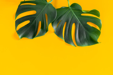 Summer concept. Green leaves Monstera on yellow background. Flat lay, top view, copy space