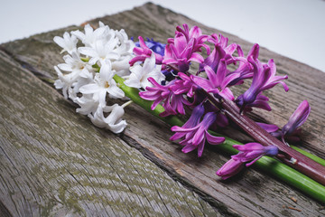 Fototapeta na wymiar Fresh hyacinths on a wooden surface. Art composition.