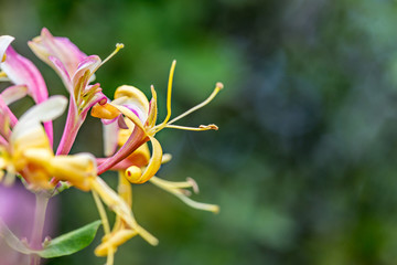 yellow and roses wildflowers in the field